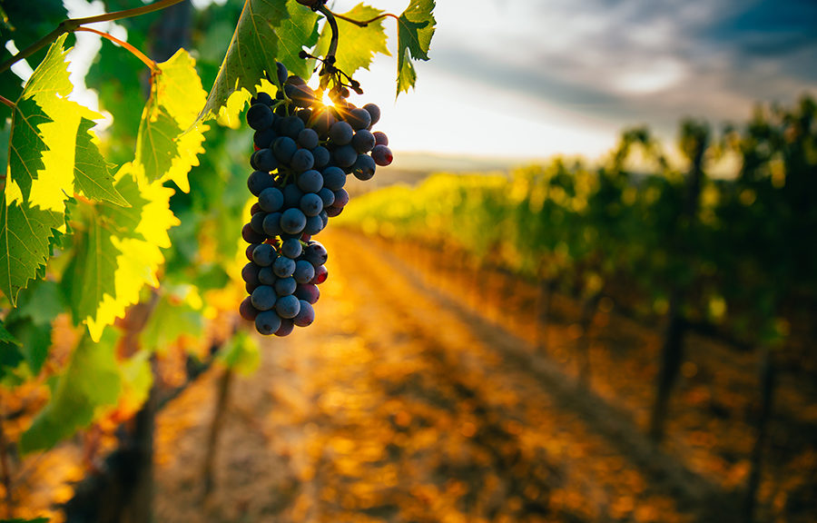 Les Fleurons de Lomagne fêtent les vendanges et la gastronomie du Sud-Ouest !