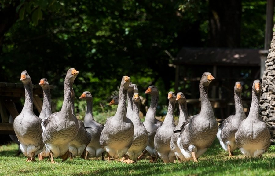 oies en liberté en campagne