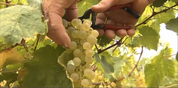 raison chasselas de moissac