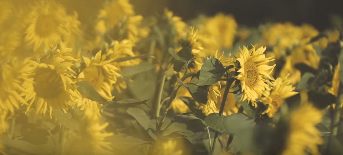 Gastronomie du Sud Ouest en promotion