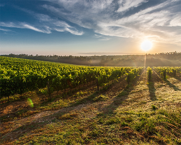fête des vendanges avec les fleurons de lomagne