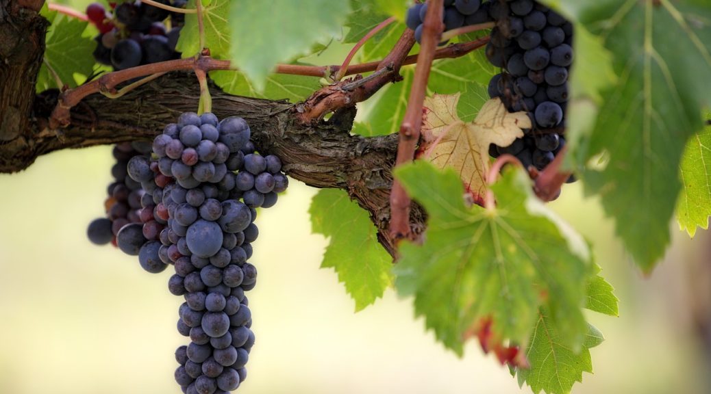 zoom sur des grappes de raisin sur pied de vigne
