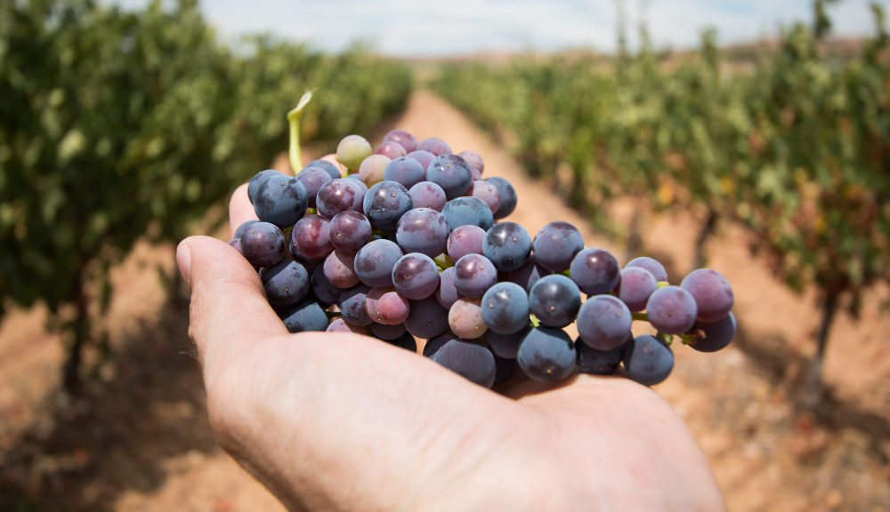 fête des vendanges chez les fleurons de lomagne