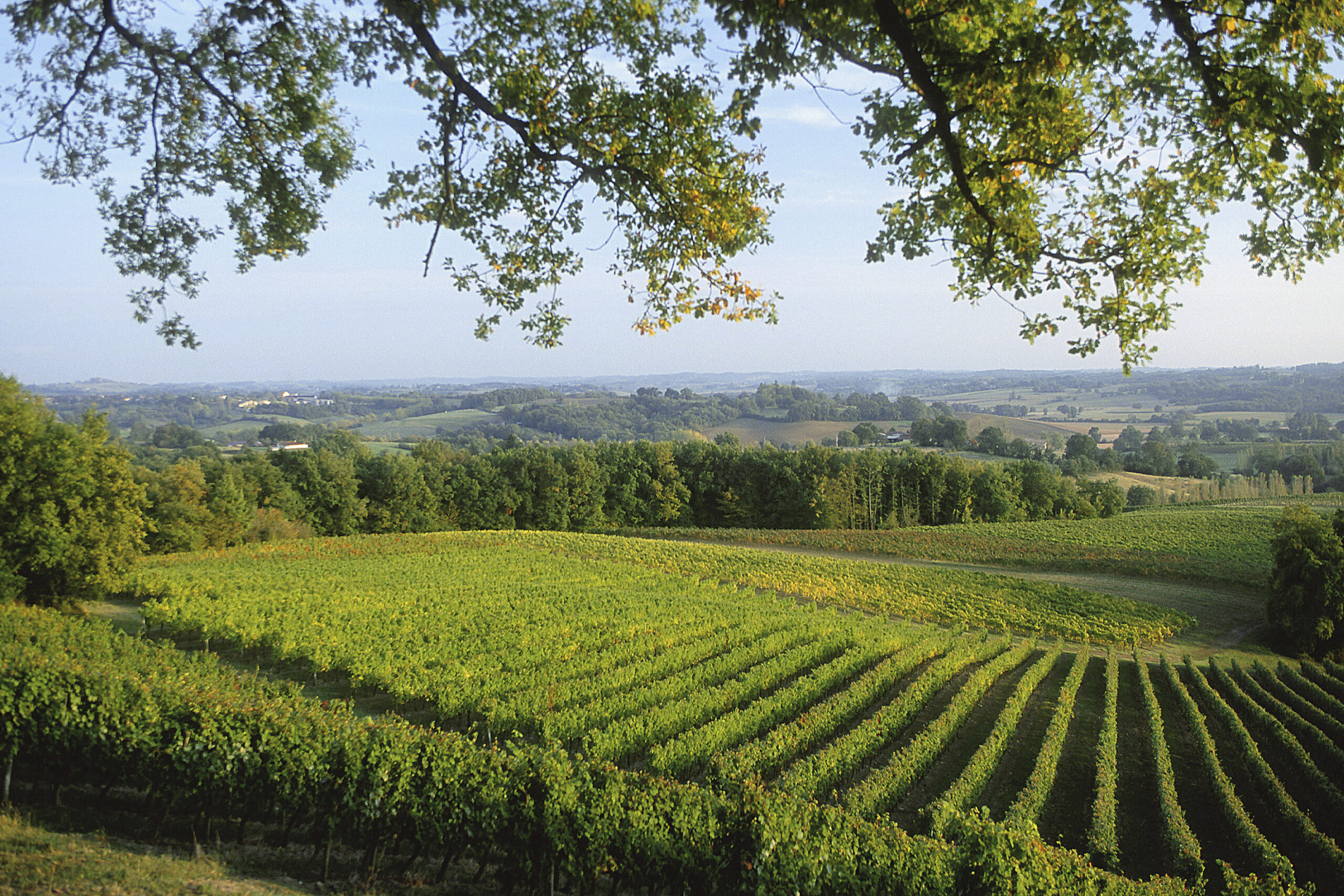 vignes du gers